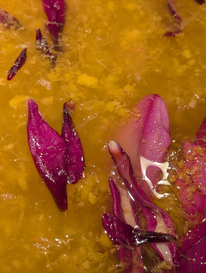 Grapefruit and Magnolia blossom syrup